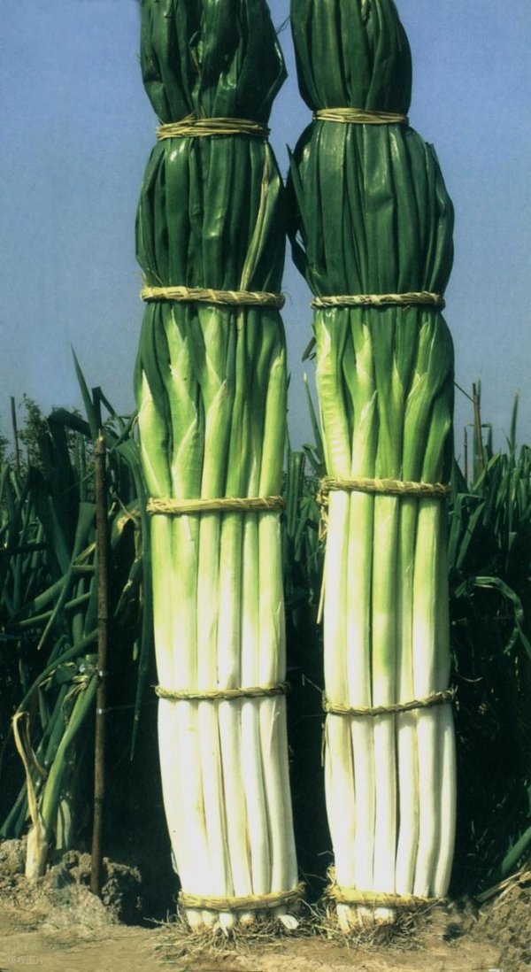 聚创优配 河南的粮，山东的菜，这6种山东产的蔬菜，都是能出口创汇的好货